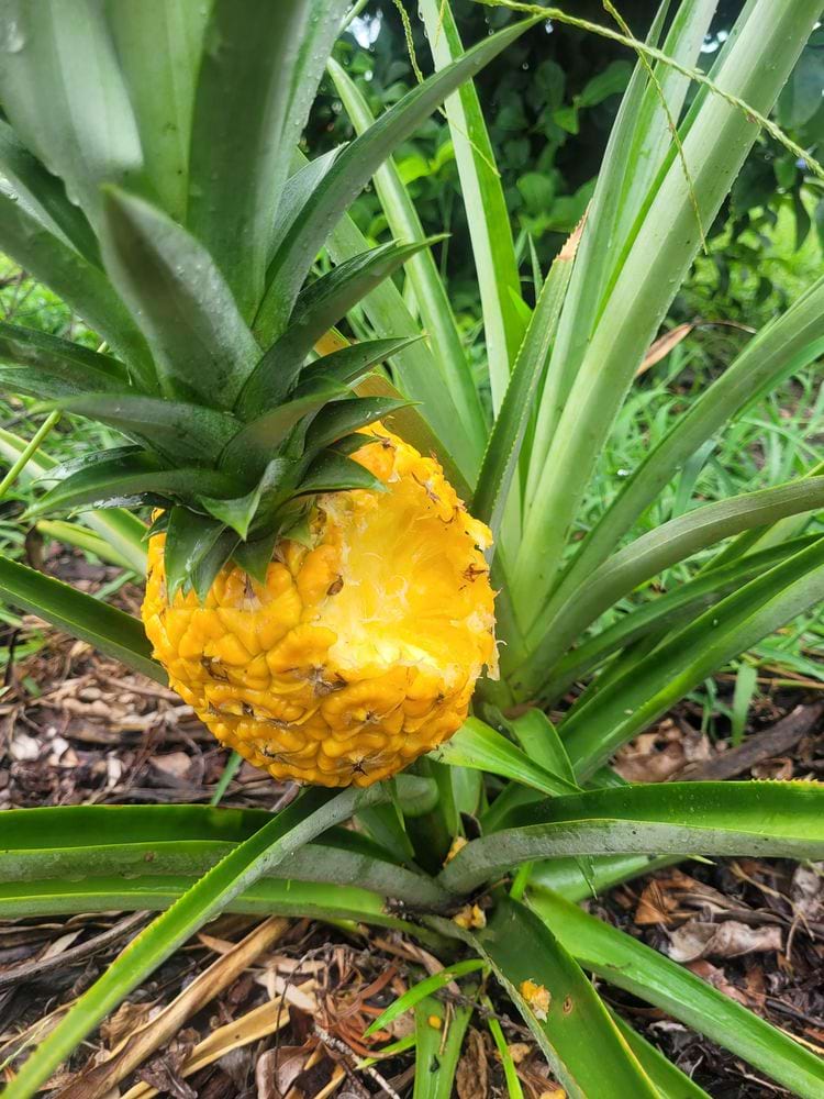 выросший ананас со следами укусов
