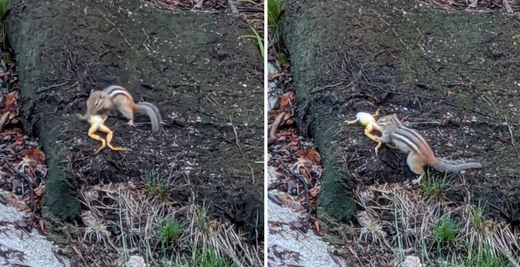 бурундук ест лягушку