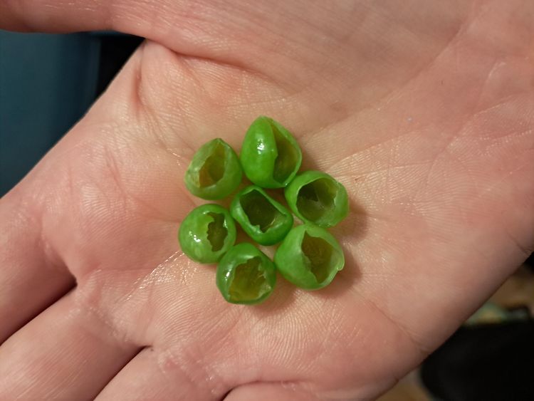 шкурка с гороха