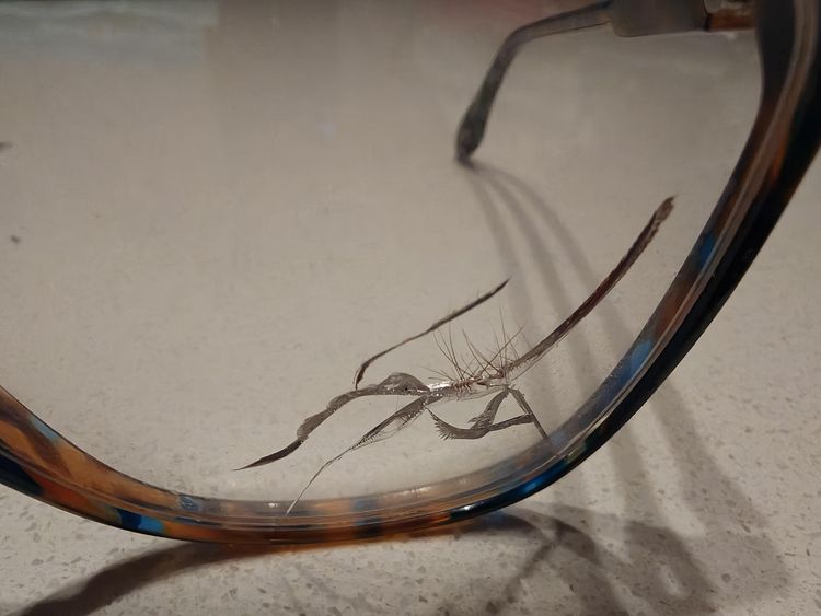 волосы с брови в трещине очков