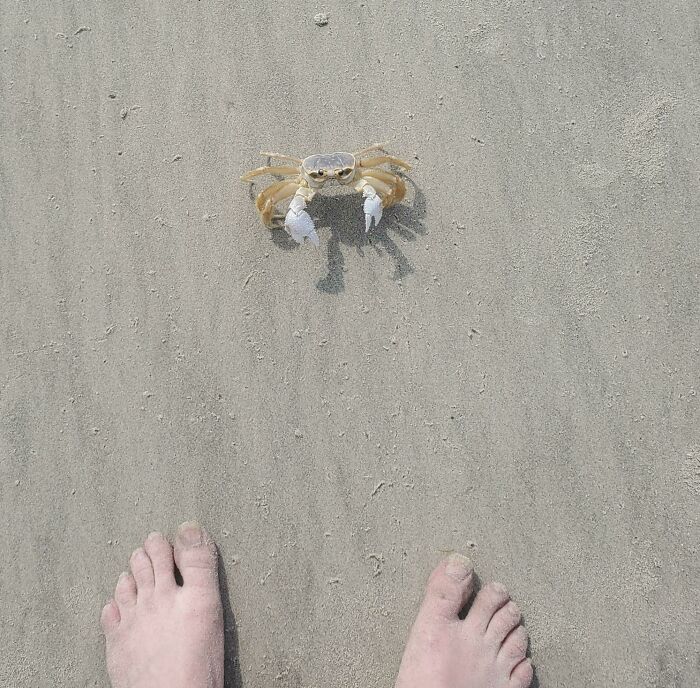 краб стоит на пляже возле ног человека