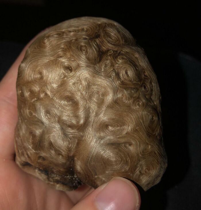 отшлифованный водой деревянный кап без коры