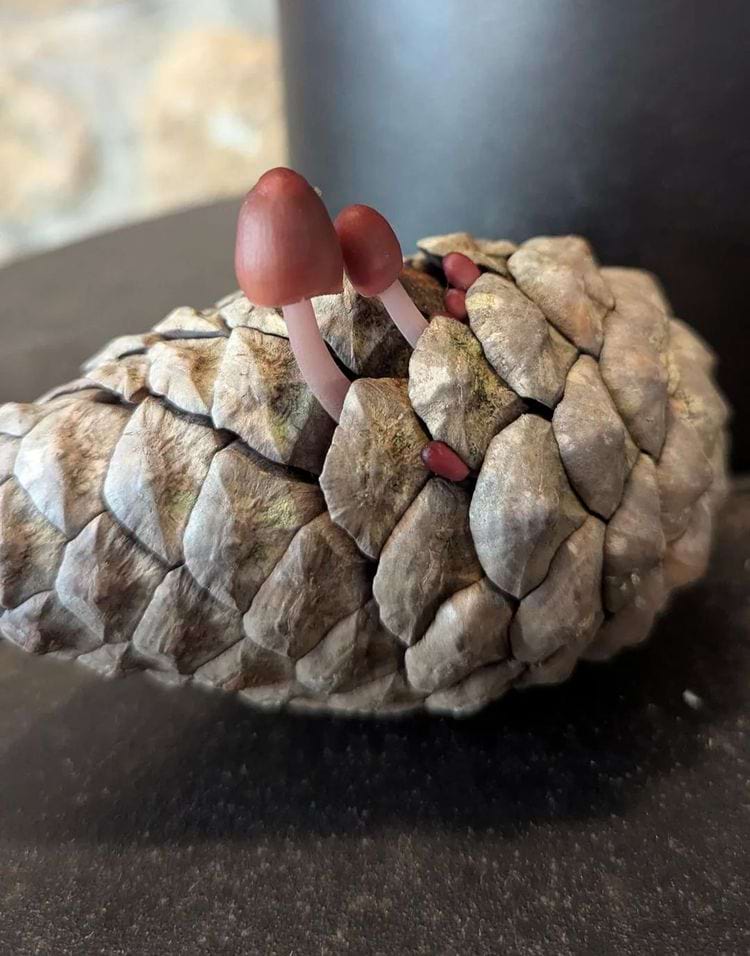 Из найденной мной шишки выросли грибы