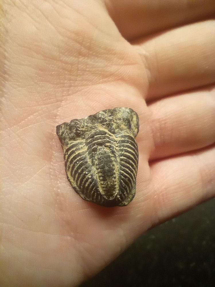 в ладони лежит окаменелый трилобит