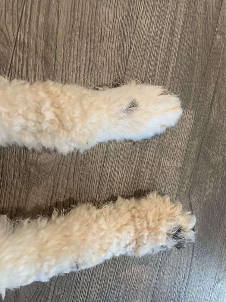 на дной лапе собаки прямая шерсть, на другой кучерявая