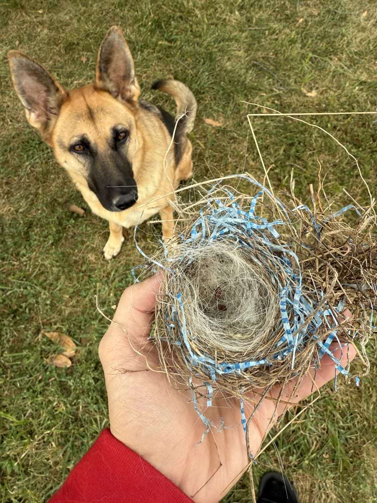 гнездо из шерсти собаки