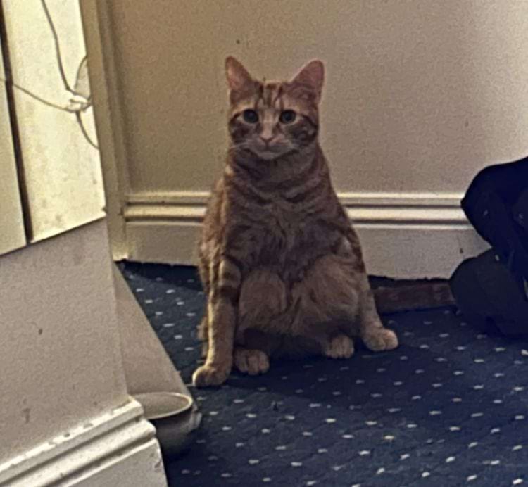 рыжий кот сидит на корточках