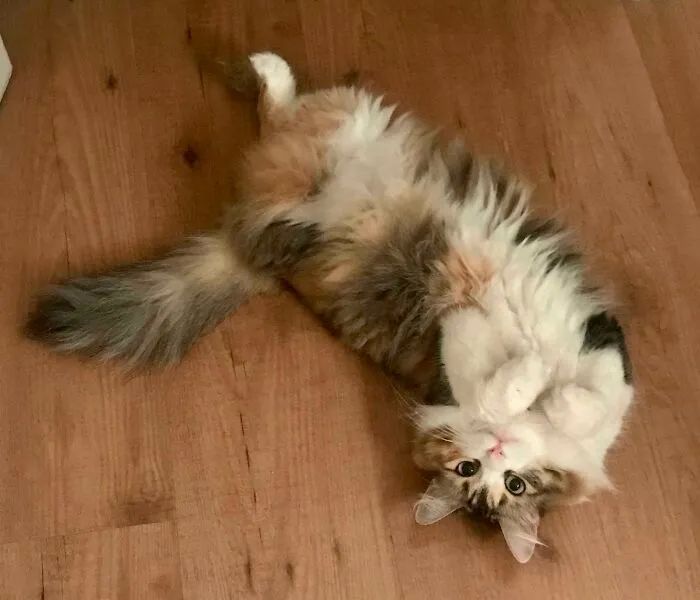 image-20250925220435-15