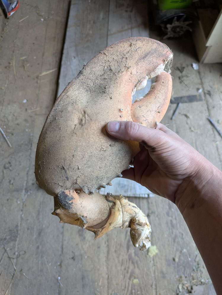 огромная Клешня лобстера