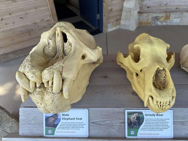 Череп морского слона по сравнении с черепом медведя гризли