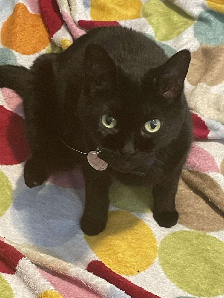 У кошки вырос один белый ус