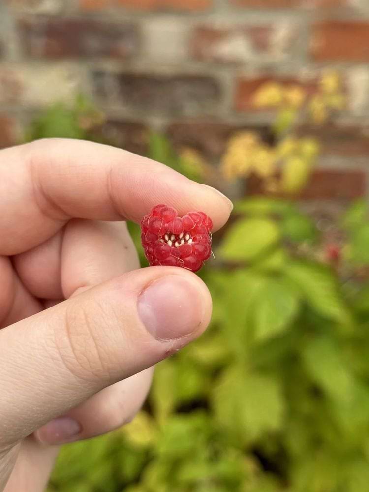 малина с зубами