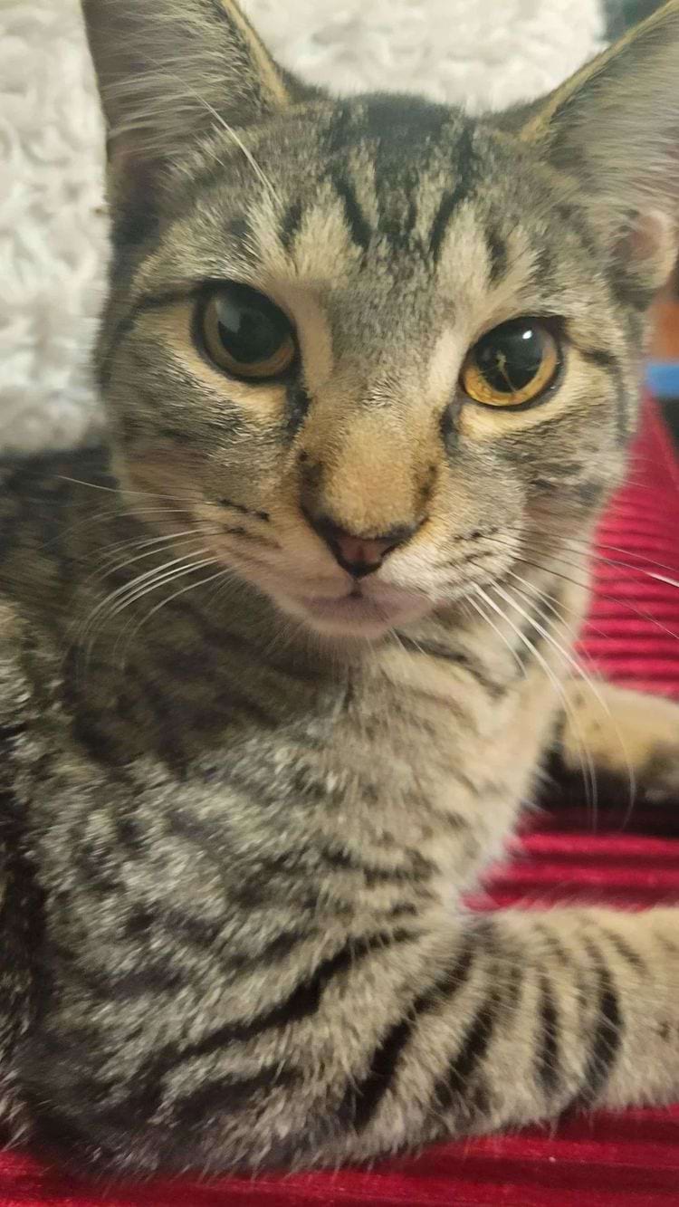 У кота трещина в глазу