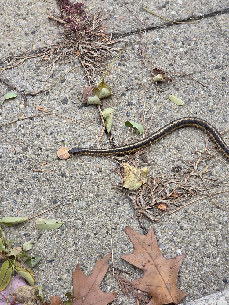 image-20251125110133-5