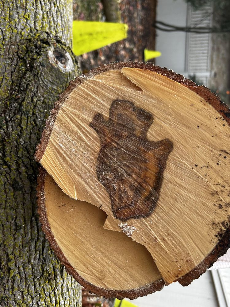 image-20251125110153-11