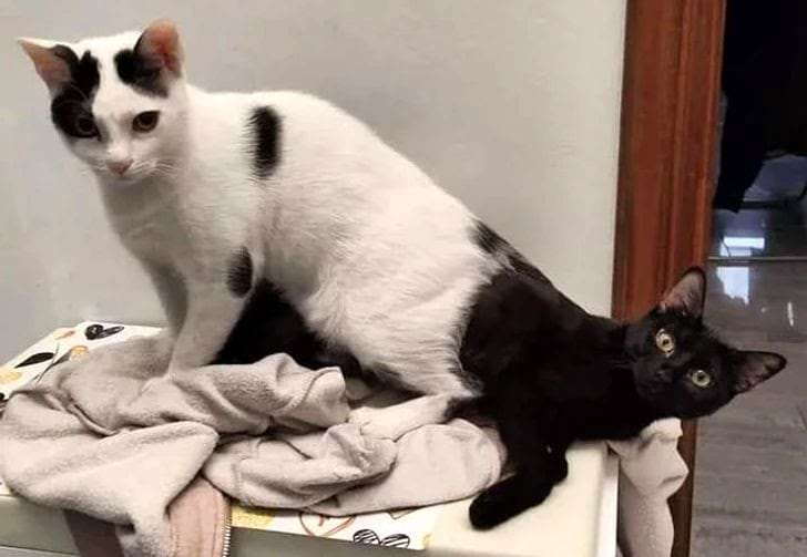 иллюзия с двумя котами