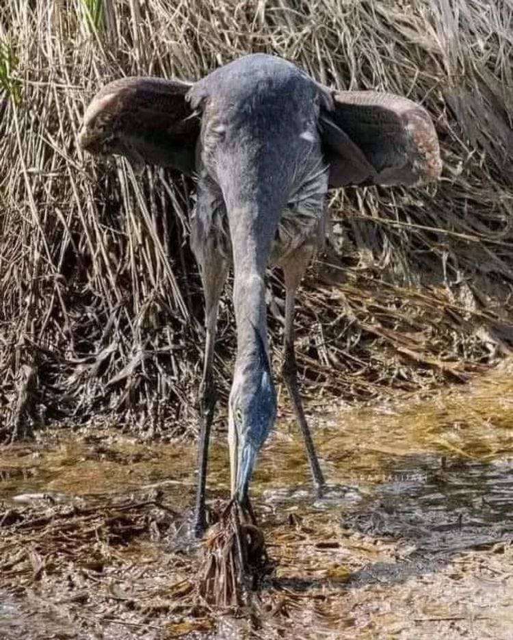 птица изображает слона