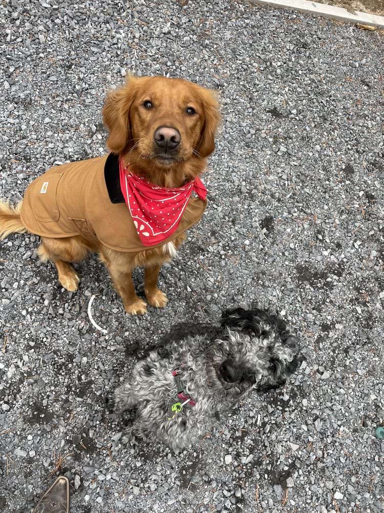 собака сливается с землёй