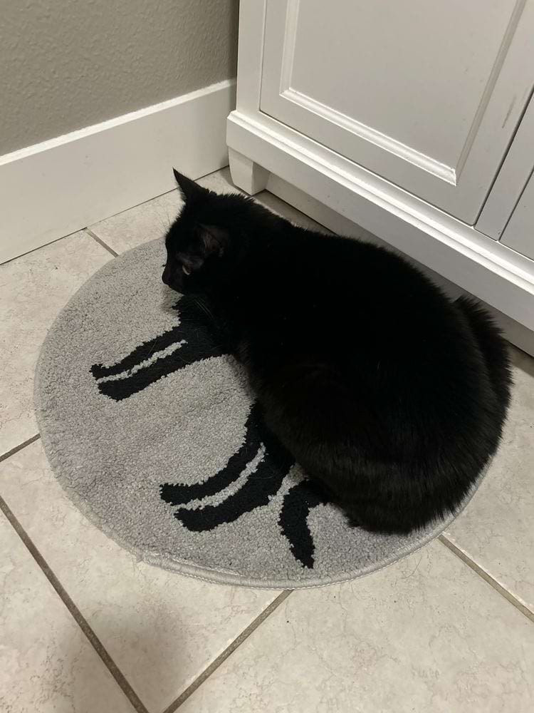 иллюзия тонких лап у чёрной кошки