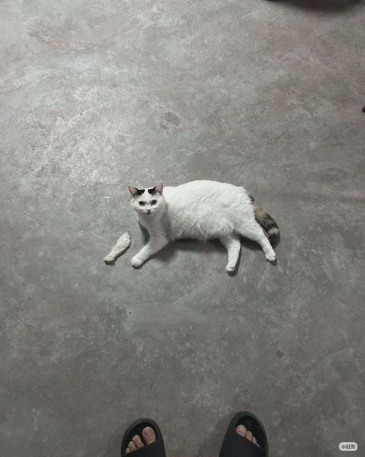  рядом с кошкой лежит кошачья игрушка в виде кроличьей лапки или хвоста