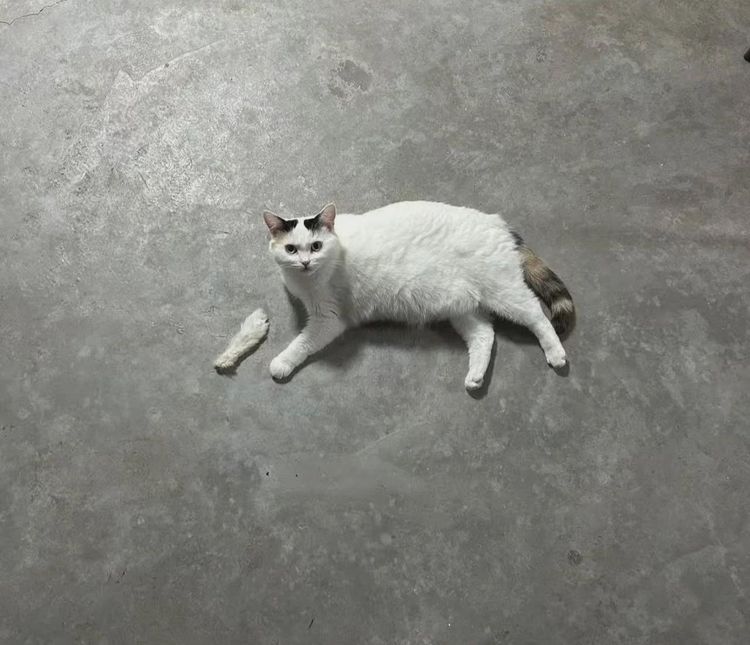 image-20251212130945-16