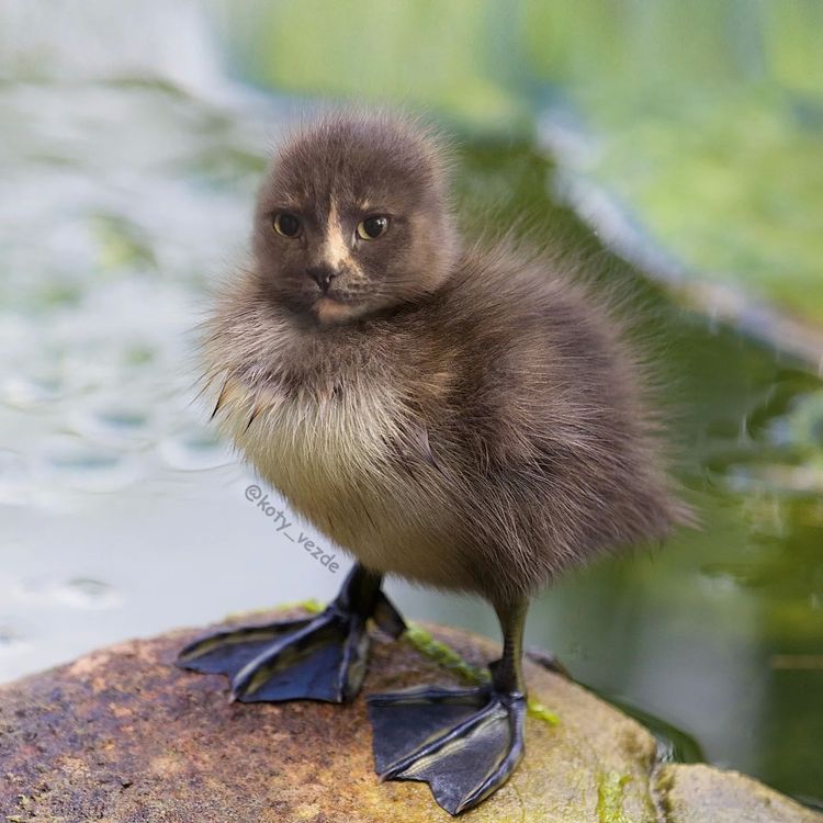 image-20251217115705-2