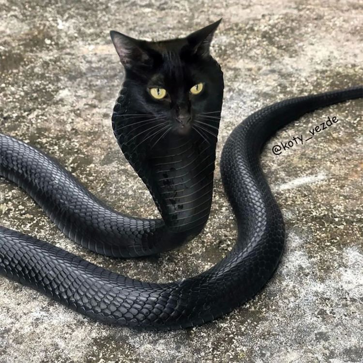 image-20251217115707-3