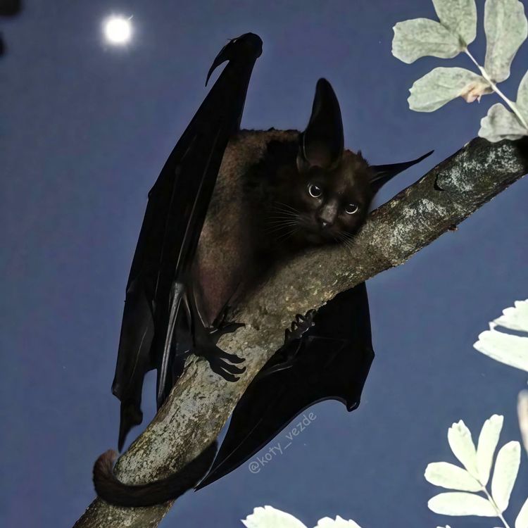 image-20251217115713-4