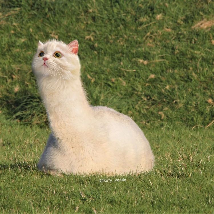 image-20251217115722-7