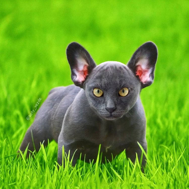 image-20251217115727-9