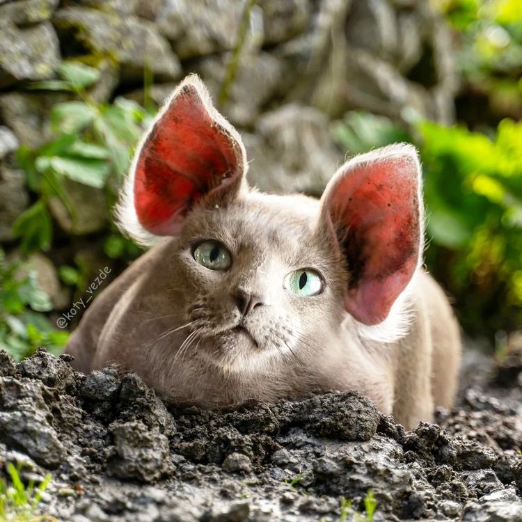 image-20251217115741-14