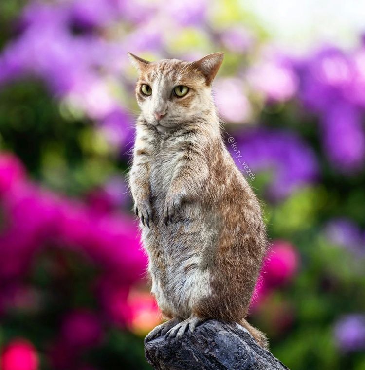 image-20251217115747-16