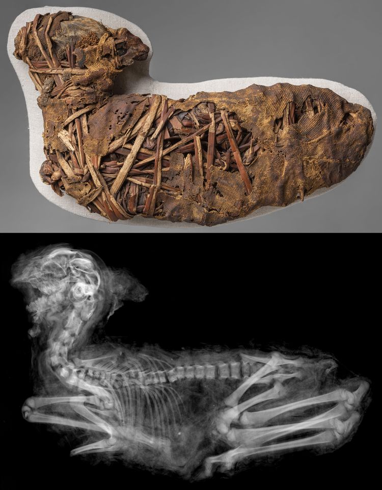 image-20260119105544-7