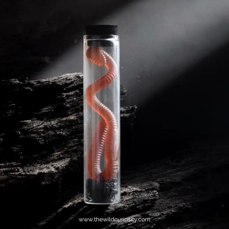 image-20260120201733-7