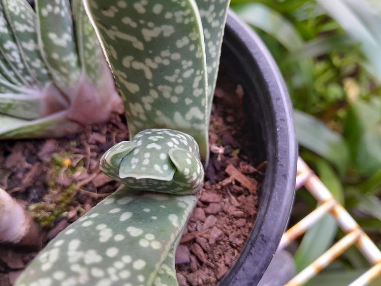 image-20260129133316-6