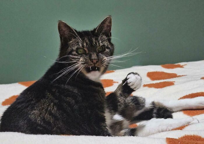 image-20260203222101-12