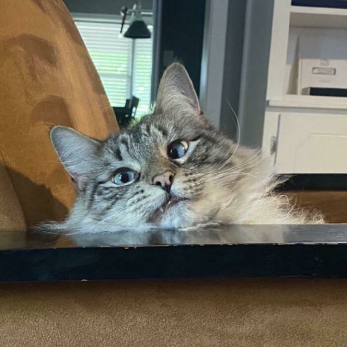 image-20260205173453-4