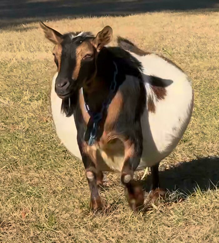 image-20260212145340-4