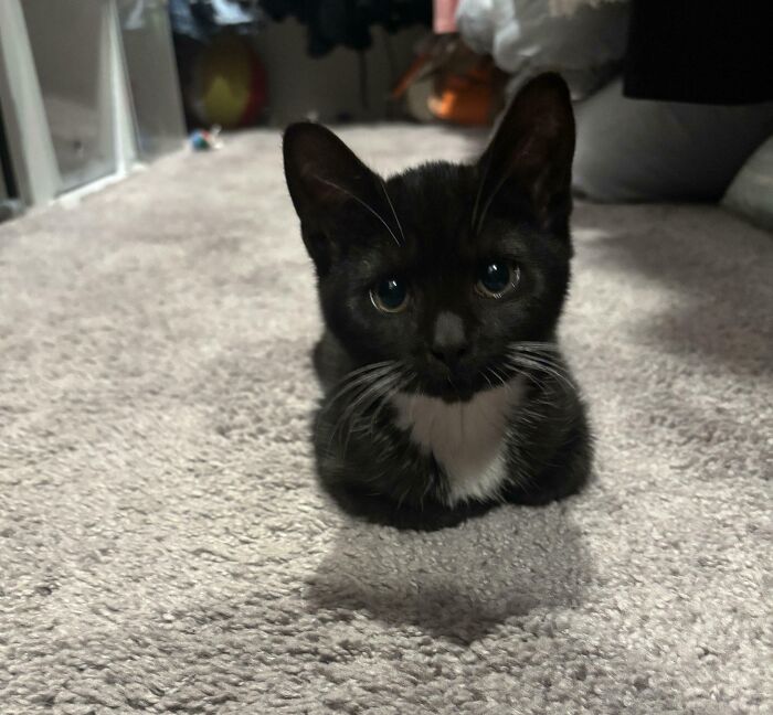 image-20260217102911-7