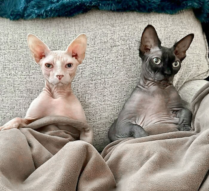 image-20260217122151-3