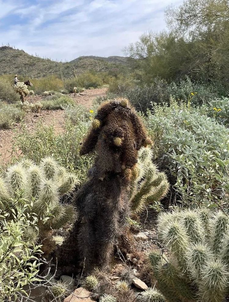 image-20260219104516-12