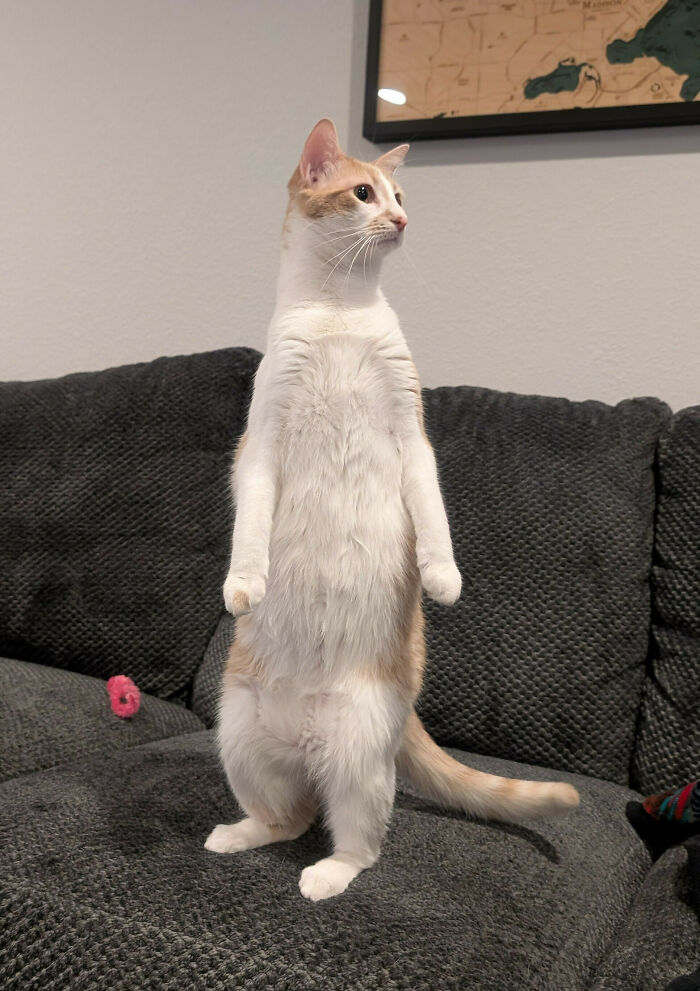 image-20260220163817-2