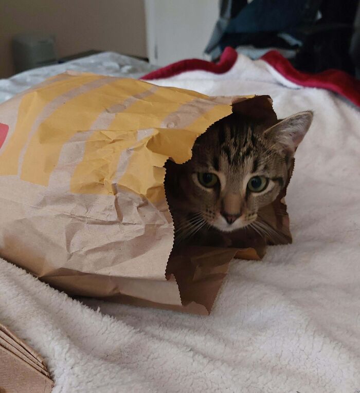 image-20260225170254-15