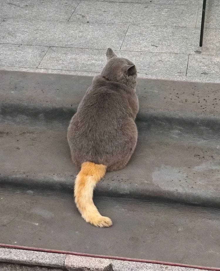 серый кот с рыжим хвостом