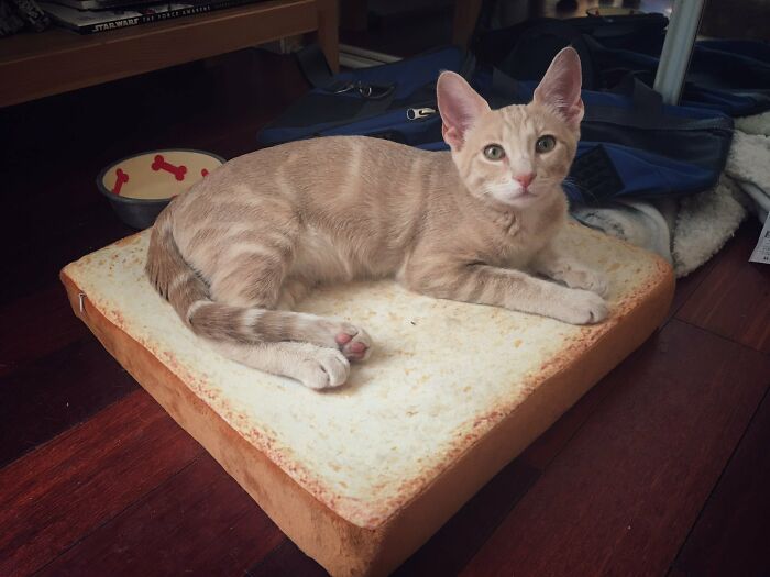 image-20260227124841-17