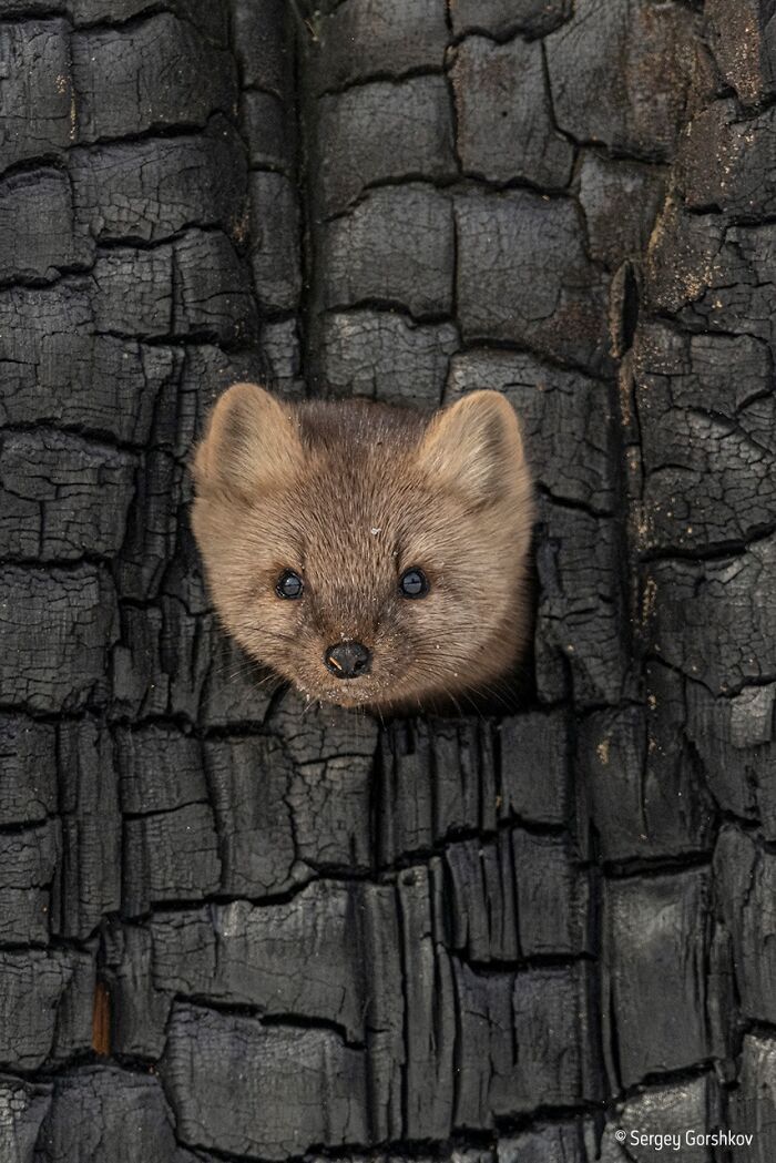 image-20260312181924-8