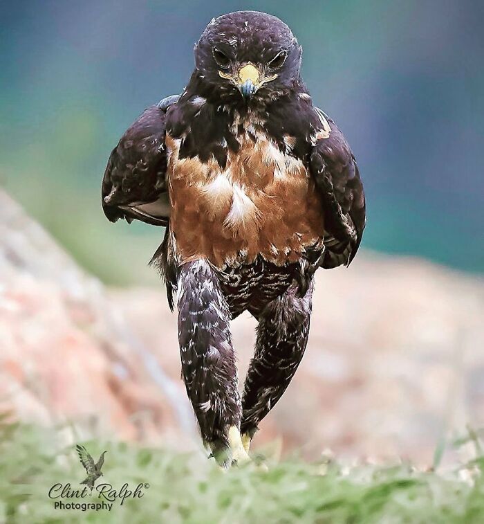 image-20260316233324-6