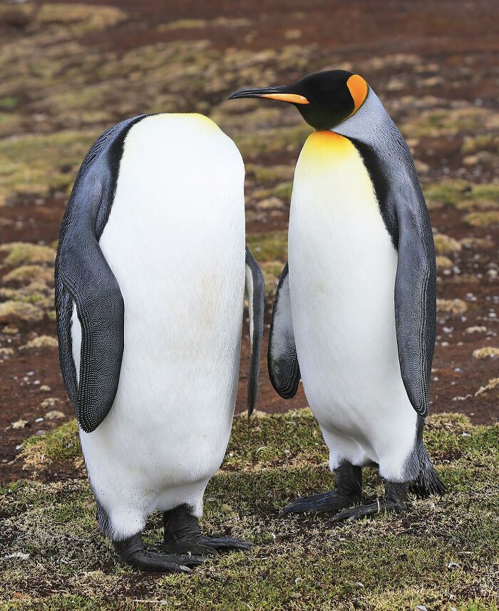 image-20260316233410-17