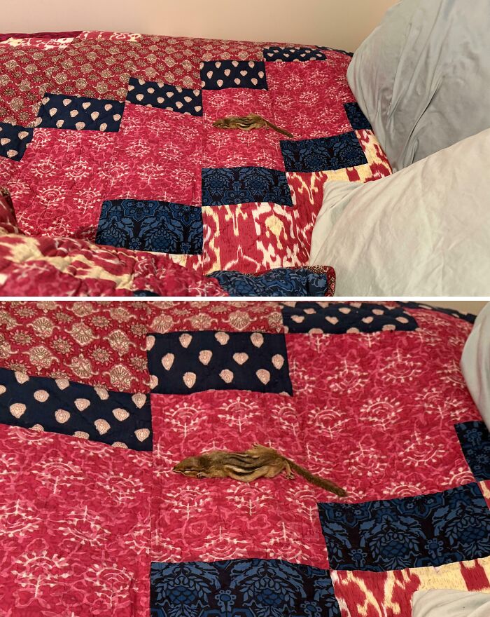 image-20260319234558-10