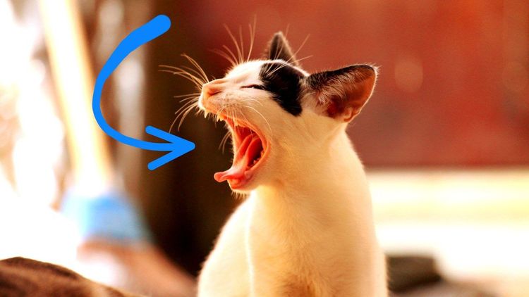 image-20260331153650-10